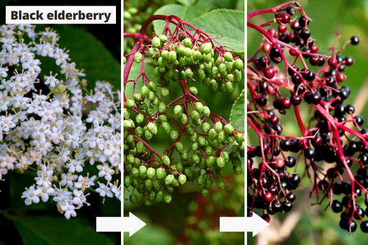 elderberry bush varieties